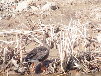 Greater White-fronted Goose 函館市 鮫川 Wed, 2/28/2024