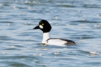 Common Goldeneye Unknown Spots Tue, 2/20/2024