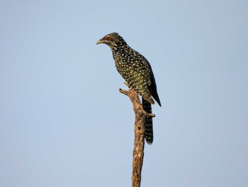 Asian Koel シンガポール Wed, 2/28/2024