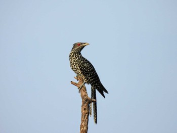 Asian Koel シンガポール Wed, 2/28/2024