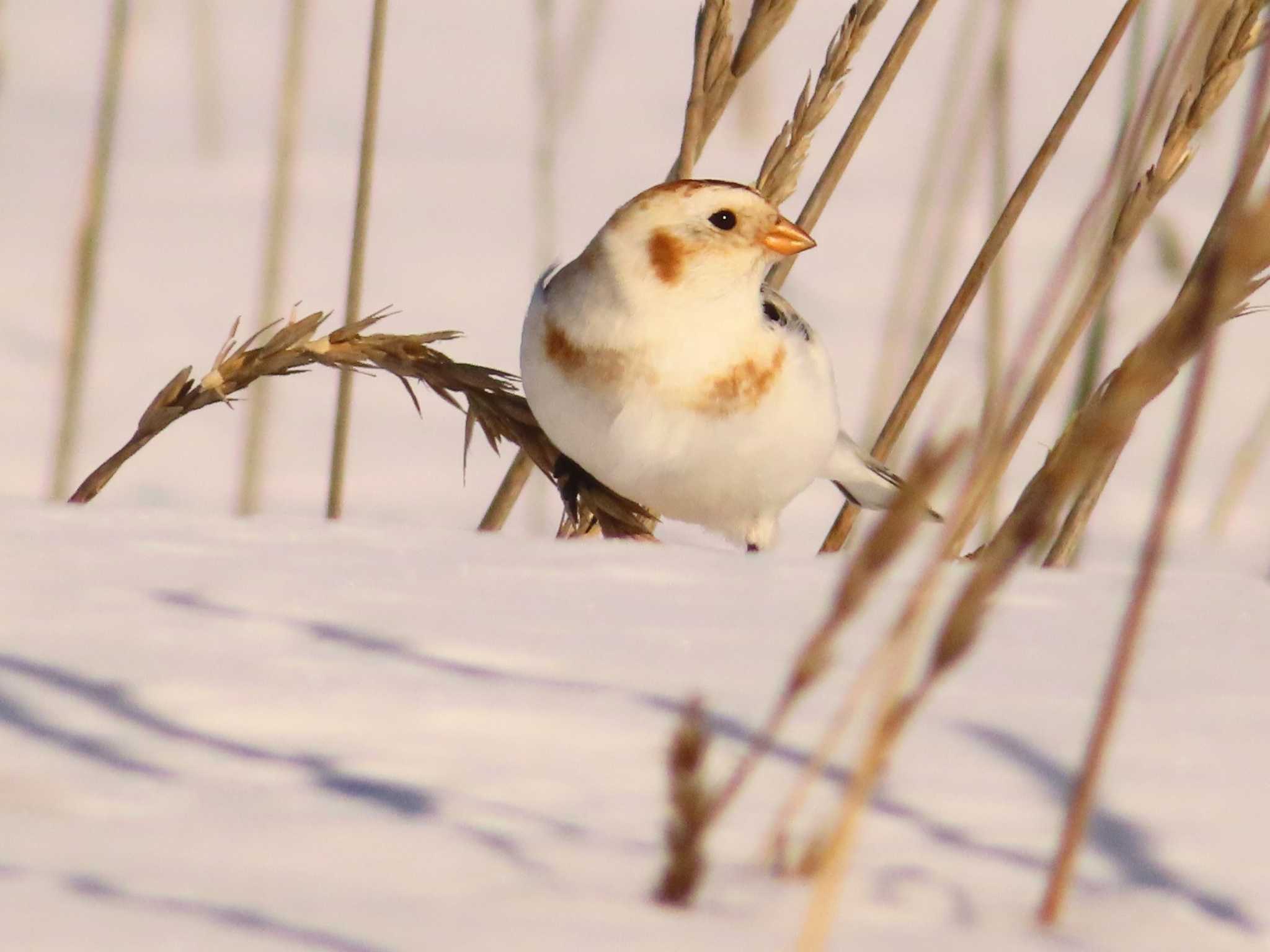 Photo of Snow Bunting at 鵡川河口 by ゆ