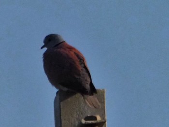 Red Collared Dove 台湾 大肚渓口周辺 Sat, 2/24/2024