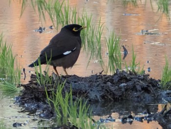 Common Myna 台湾 大肚渓口周辺 Sat, 2/24/2024