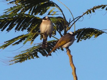 Light-vented Bulbul 台湾 大肚渓口周辺 Sat, 2/24/2024