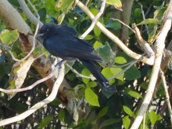 Black Drongo 台湾 大肚渓口周辺 Sat, 2/24/2024