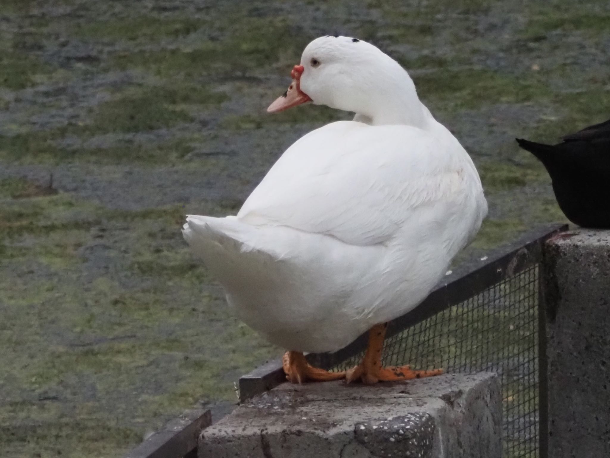 Photo of バリケン at 台湾 台中公園 by ほーちゃん