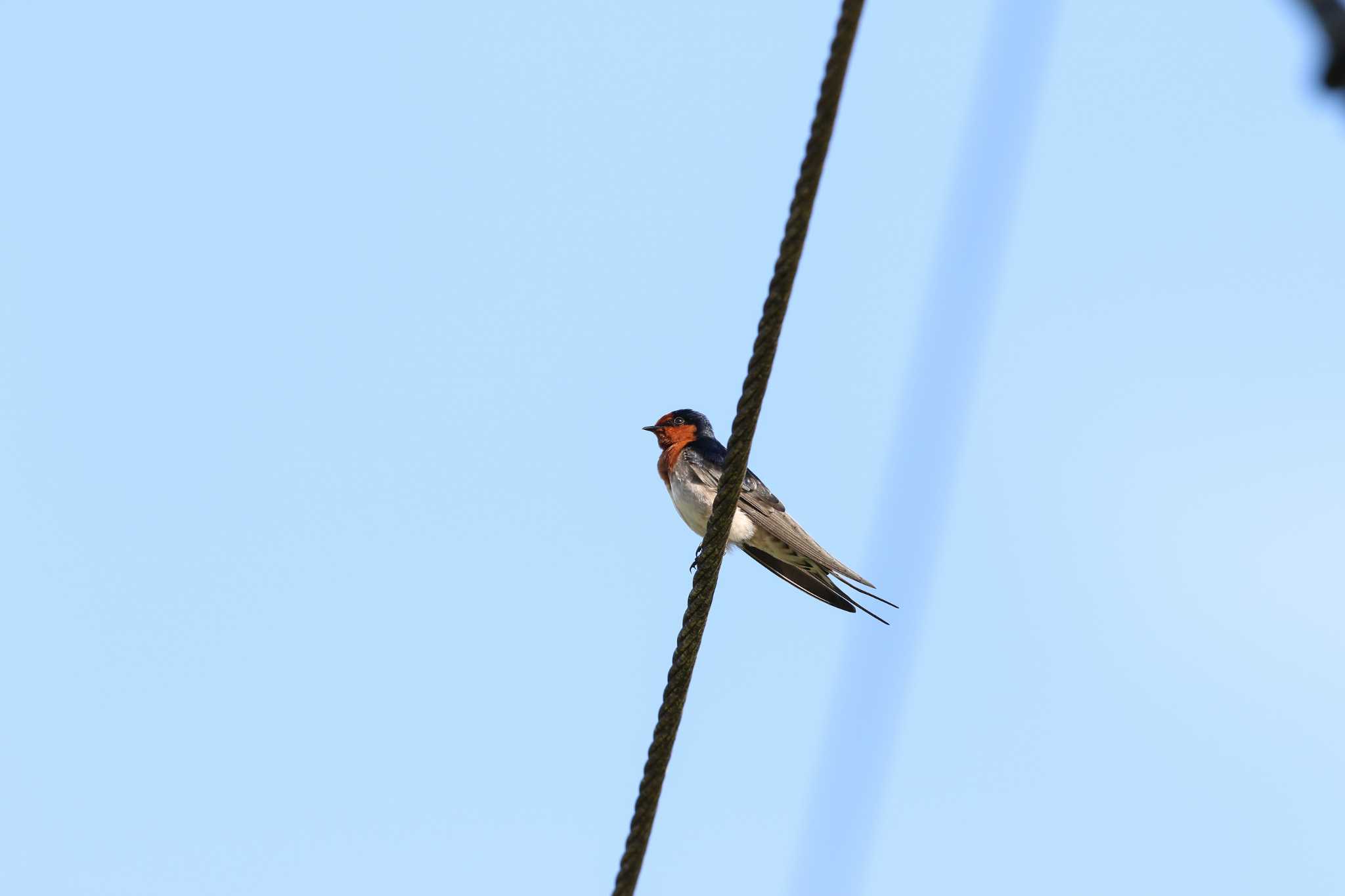 Photo of Welcome Swallow at Flecker Botanical Garden(Cairns) by Trio