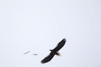 Steller's Sea Eagle 旭川 Wed, 2/28/2024