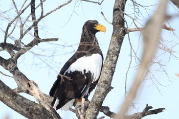 Steller's Sea Eagle 旭川 Wed, 2/28/2024