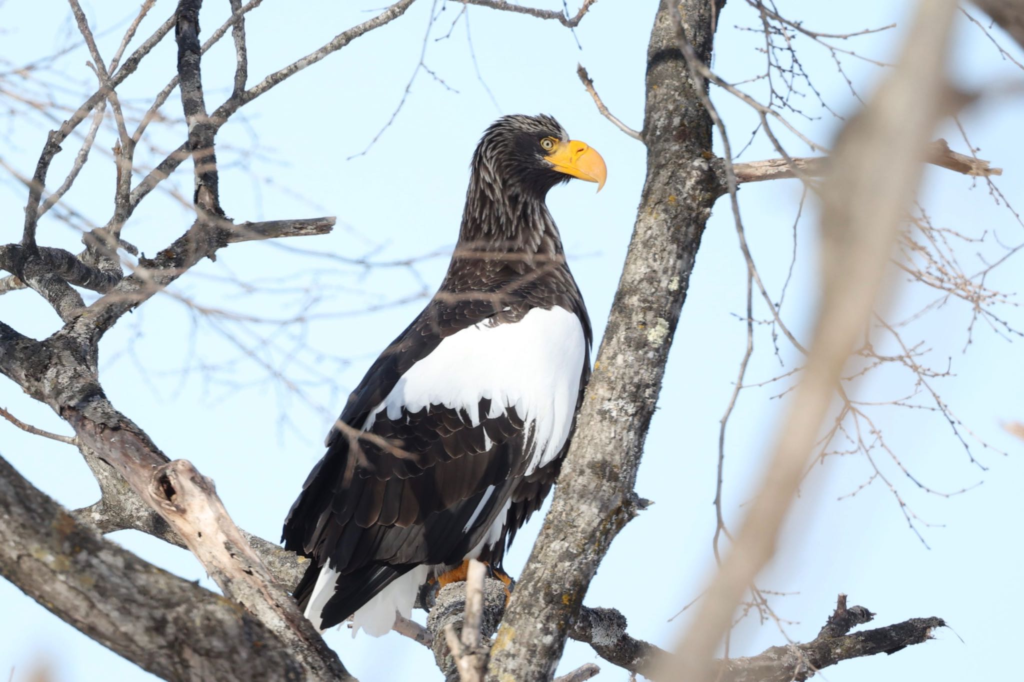Photo of Steller's Sea Eagle at 旭川 by 虹虹