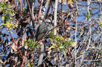 Brown-eared Bulbul まつぶし緑の丘公園 Mon, 1/1/2024