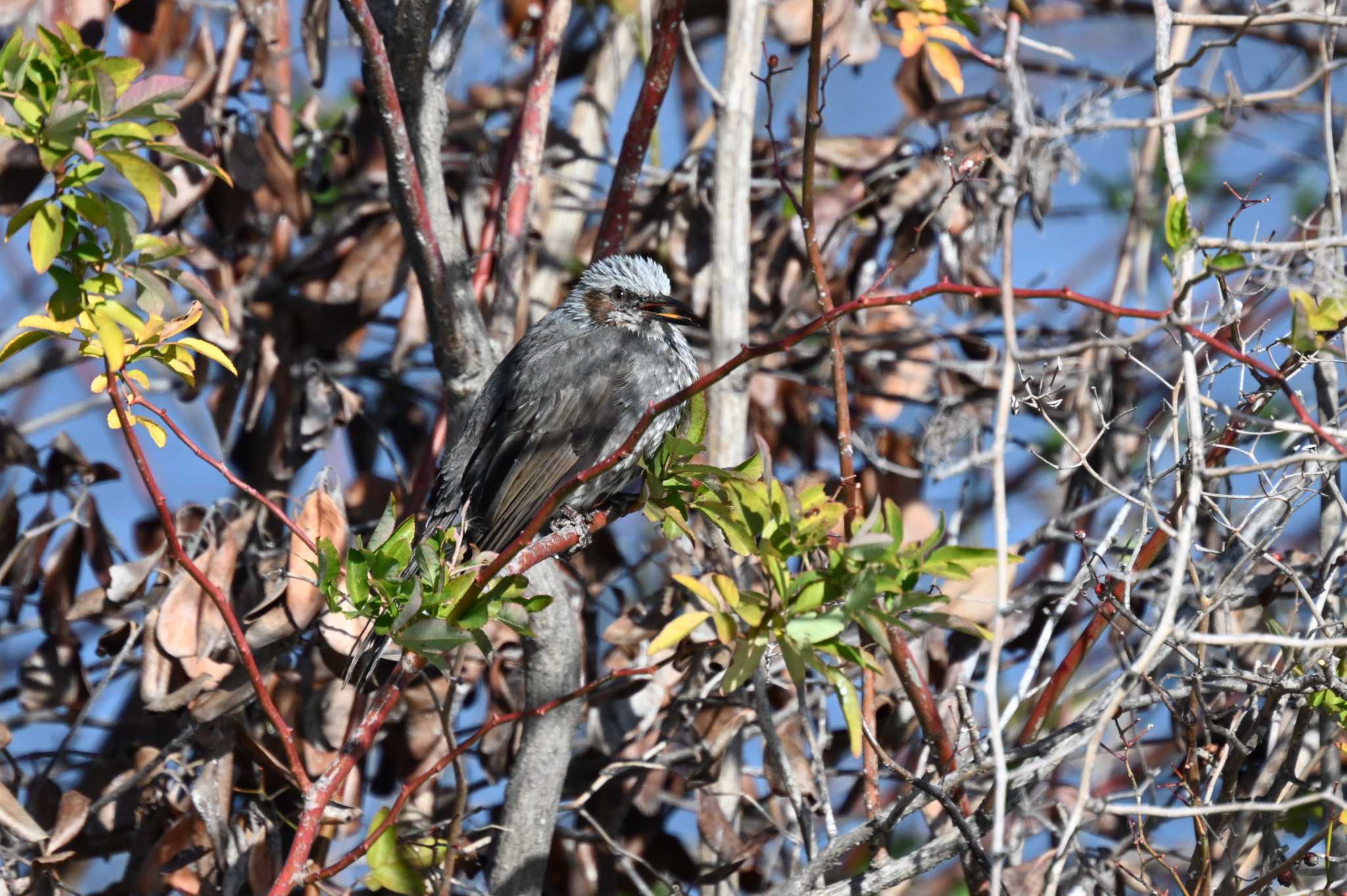 Brown-eared Bulbul