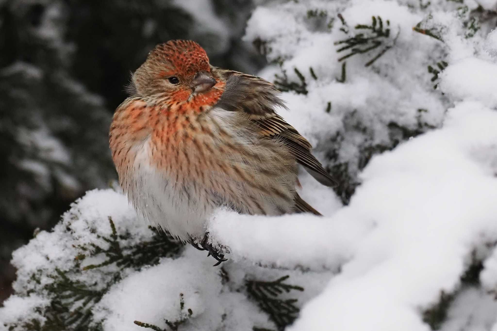 Pallas's Rosefinch