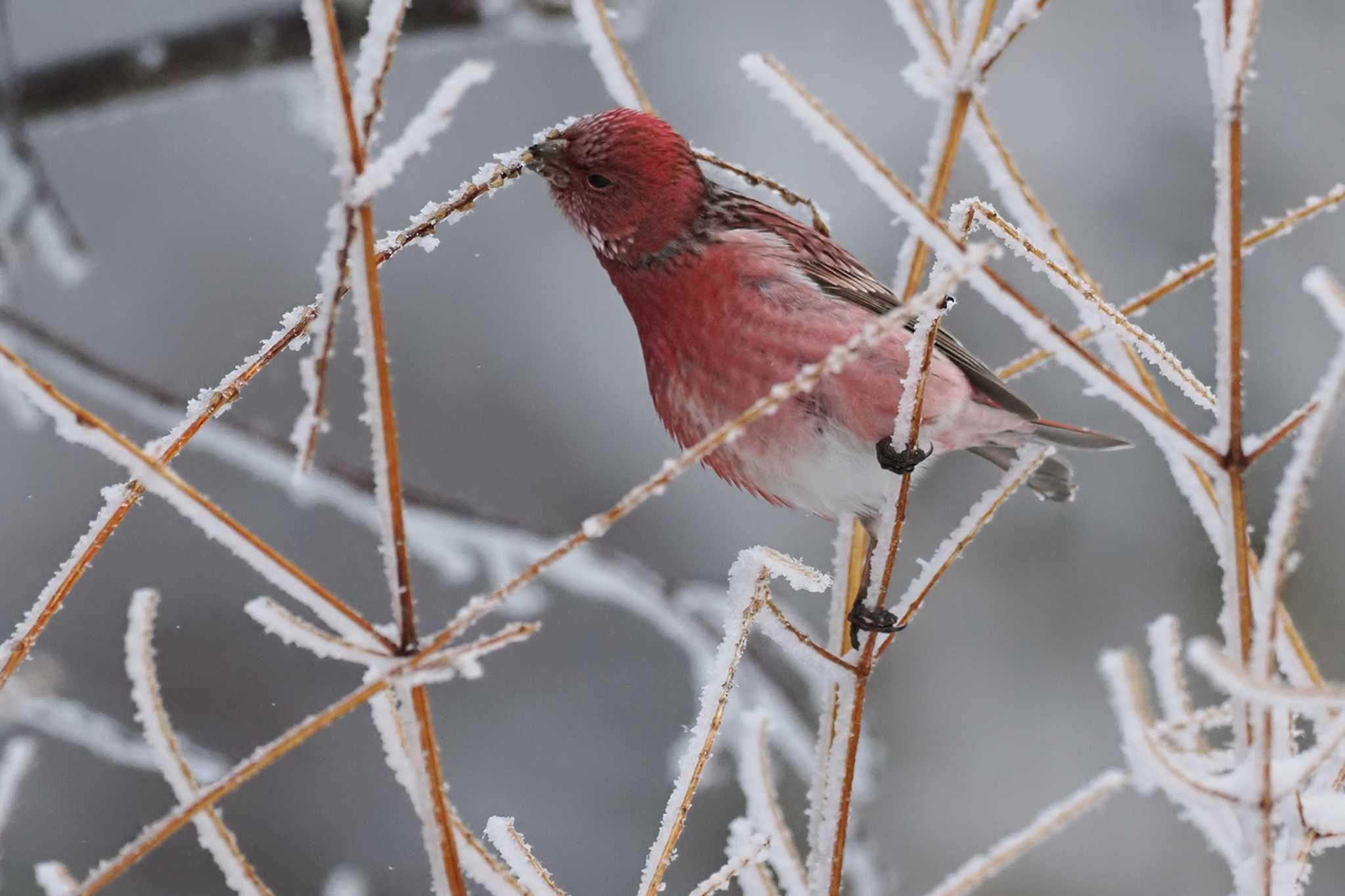 Pallas's Rosefinch