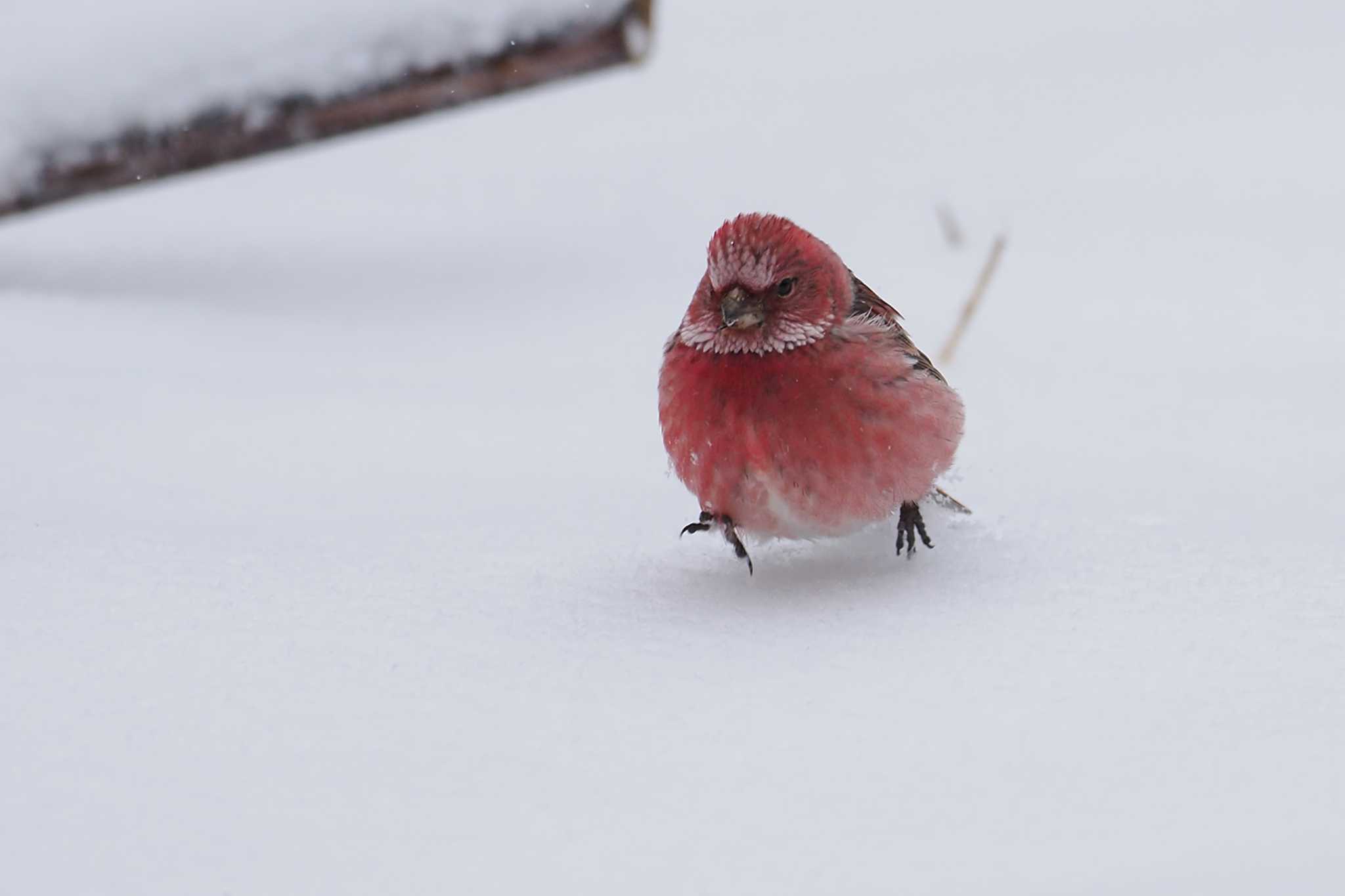 Pallas's Rosefinch