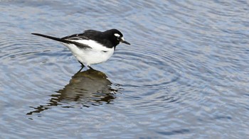 Japanese Wagtail 鴨川 Sat, 2/24/2024