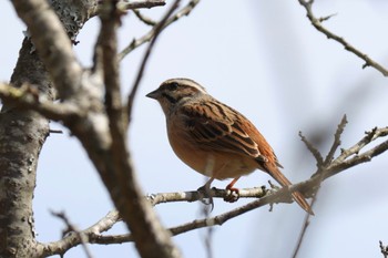 Meadow Bunting 湯河原梅林 Sat, 2/24/2024