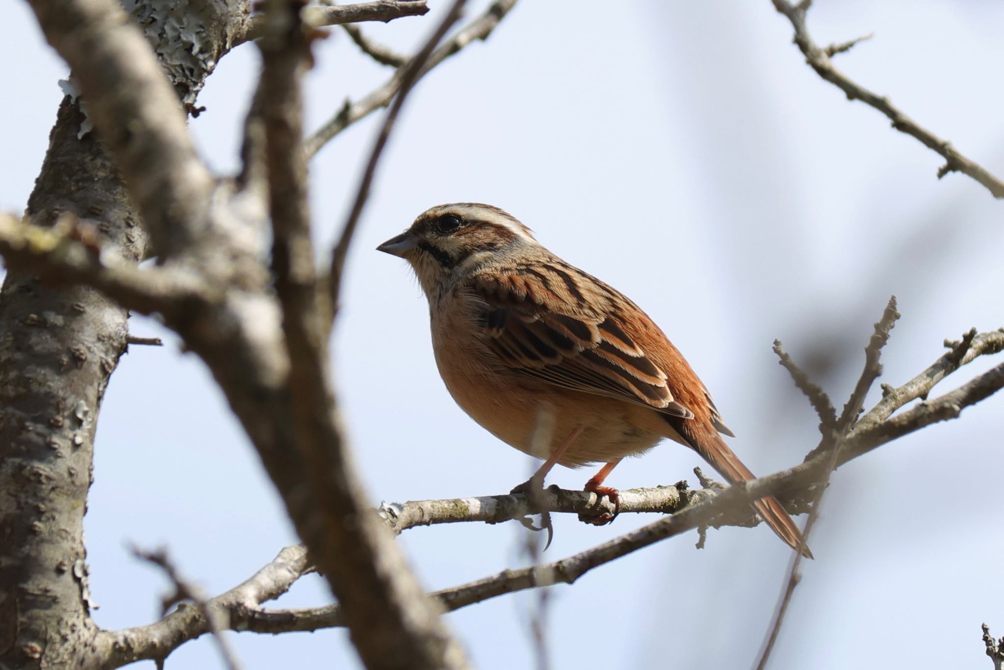 Meadow Bunting