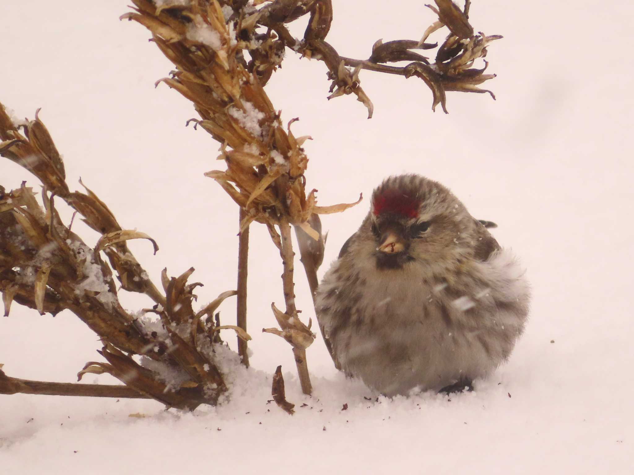 Common Redpoll