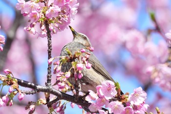 Brown-eared Bulbul 旧中川水辺公園 Sat, 2/24/2024