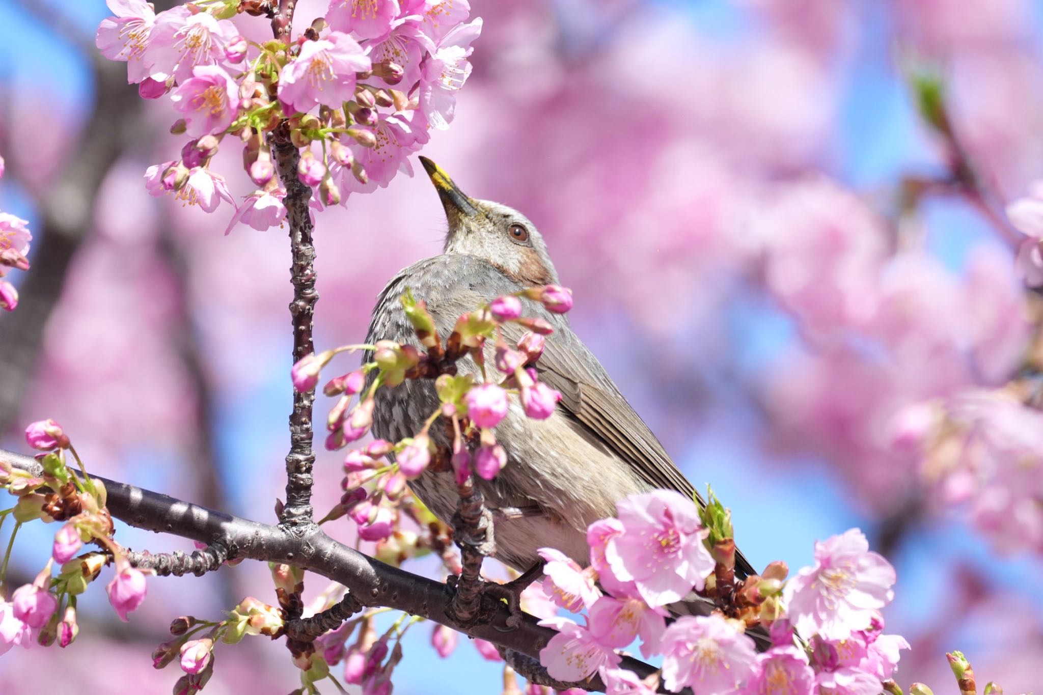 旧中川水辺公園 ヒヨドリの写真 by あらどん