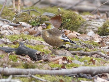 Grey-capped Greenfinch Nara Park Fri, 3/3/2023