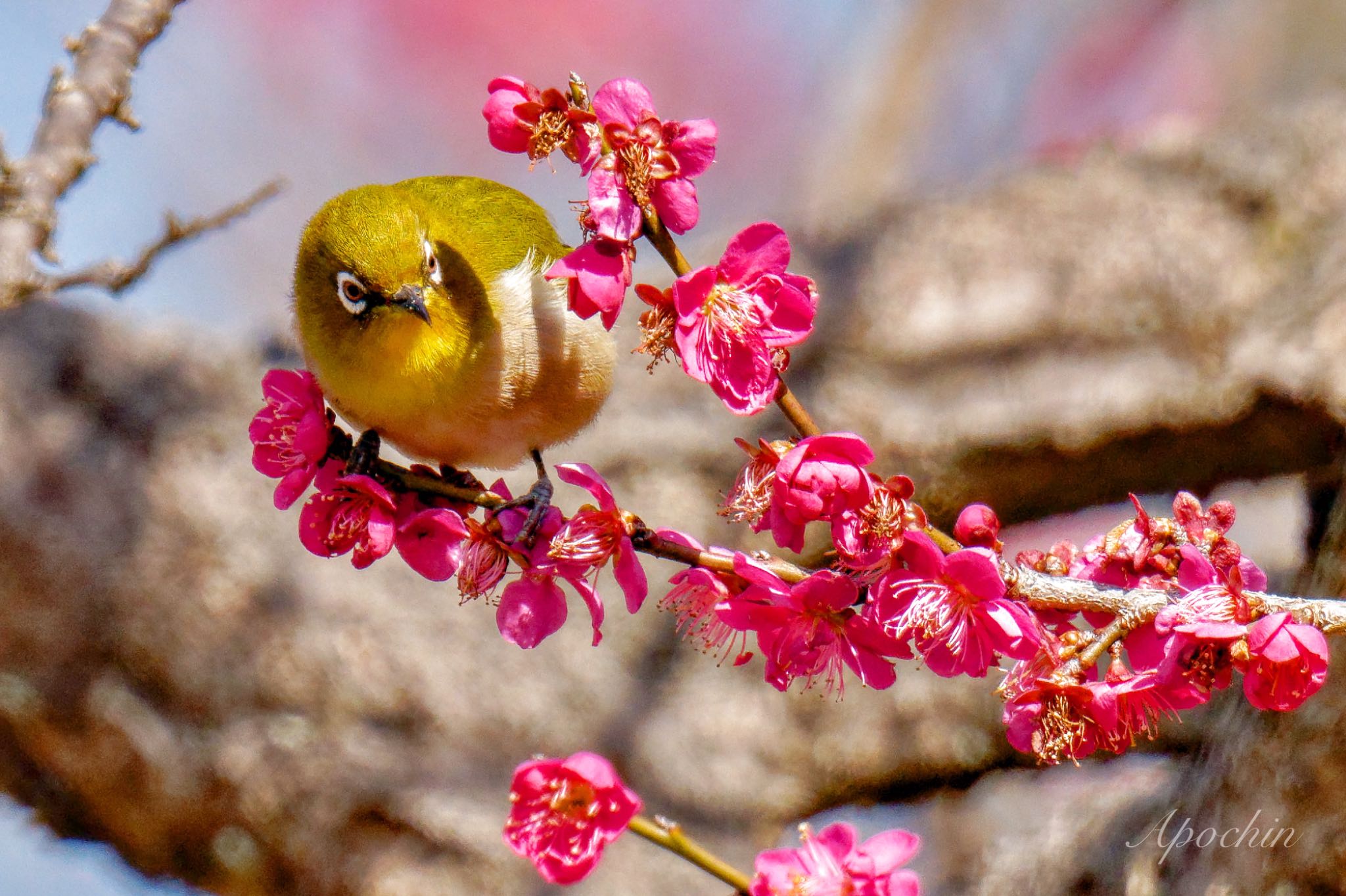 Photo of Warbling White-eye at Showa Kinen Park by アポちん