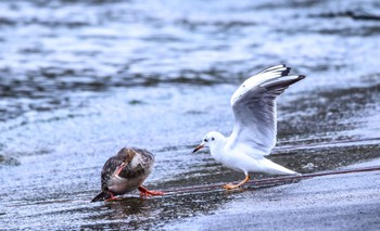 Black-headed Gull 御前崎漁港 Sun, 1/19/2020