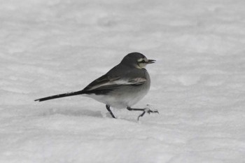 White Wagtail 大室公園 Mon, 2/5/2024