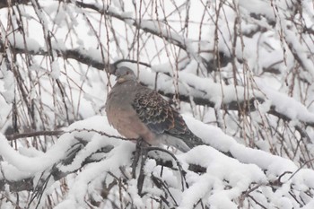 Oriental Turtle Dove 大室公園 Mon, 2/5/2024