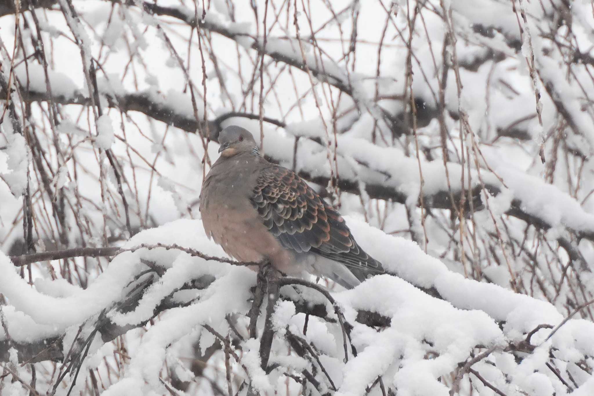 Photo of Oriental Turtle Dove at 大室公園 by けやき@初心者