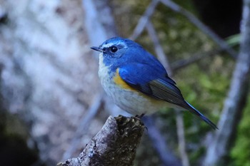 ルリビタキ 各務野自然遺産の森 2024年2月27日(火)