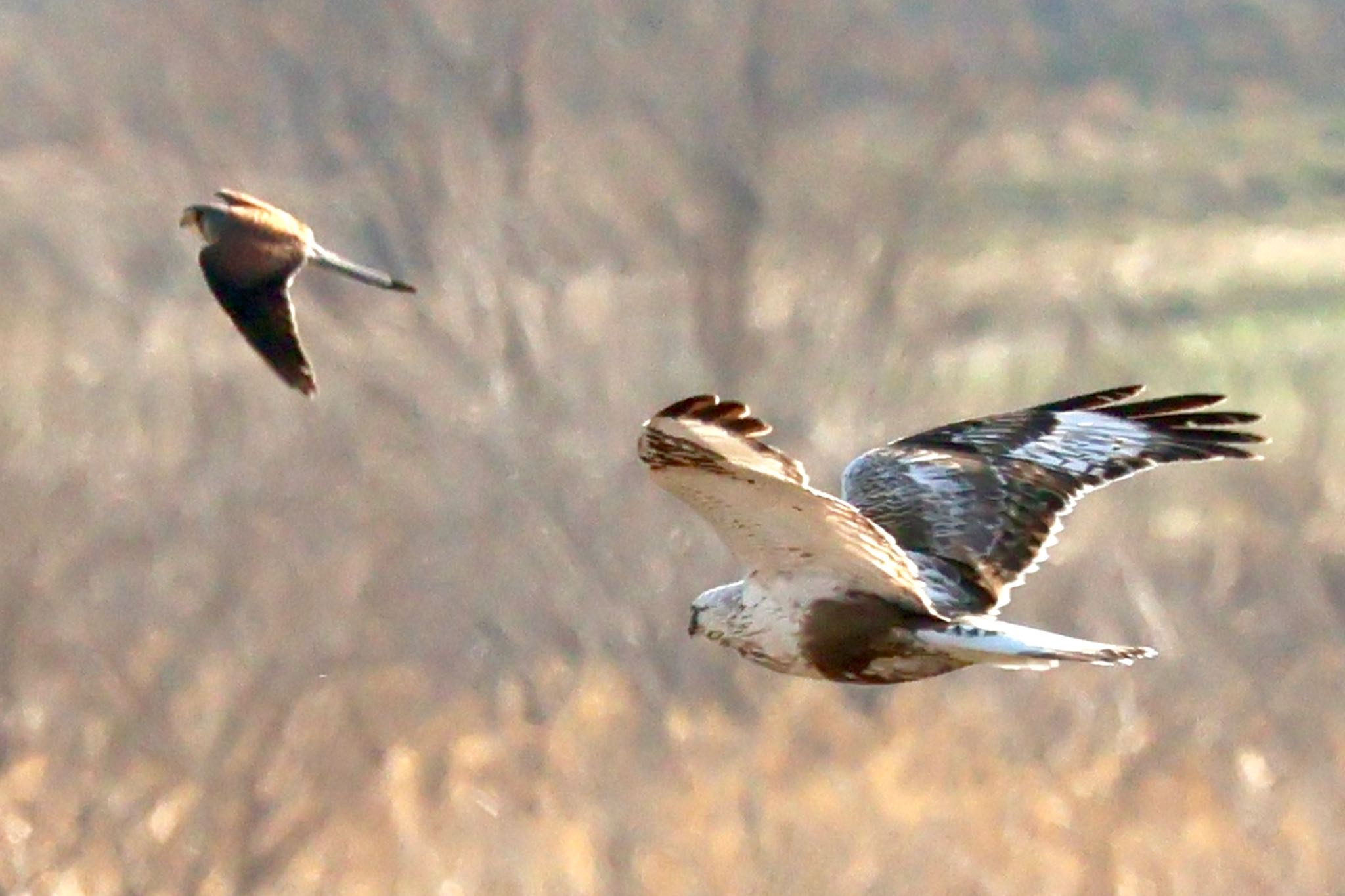 Rough-legged Buzzard