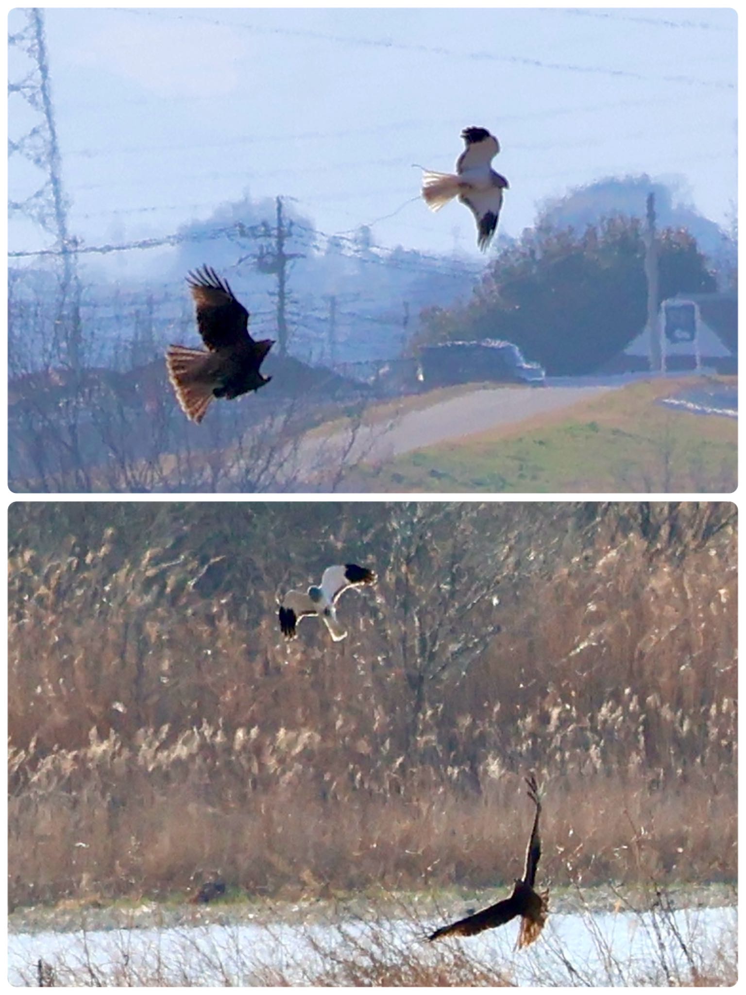 Hen Harrier