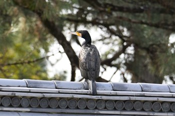 カワウ 京都御苑 2024年2月24日(土)