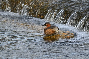 Little Grebe 鴨川 Sat, 2/24/2024