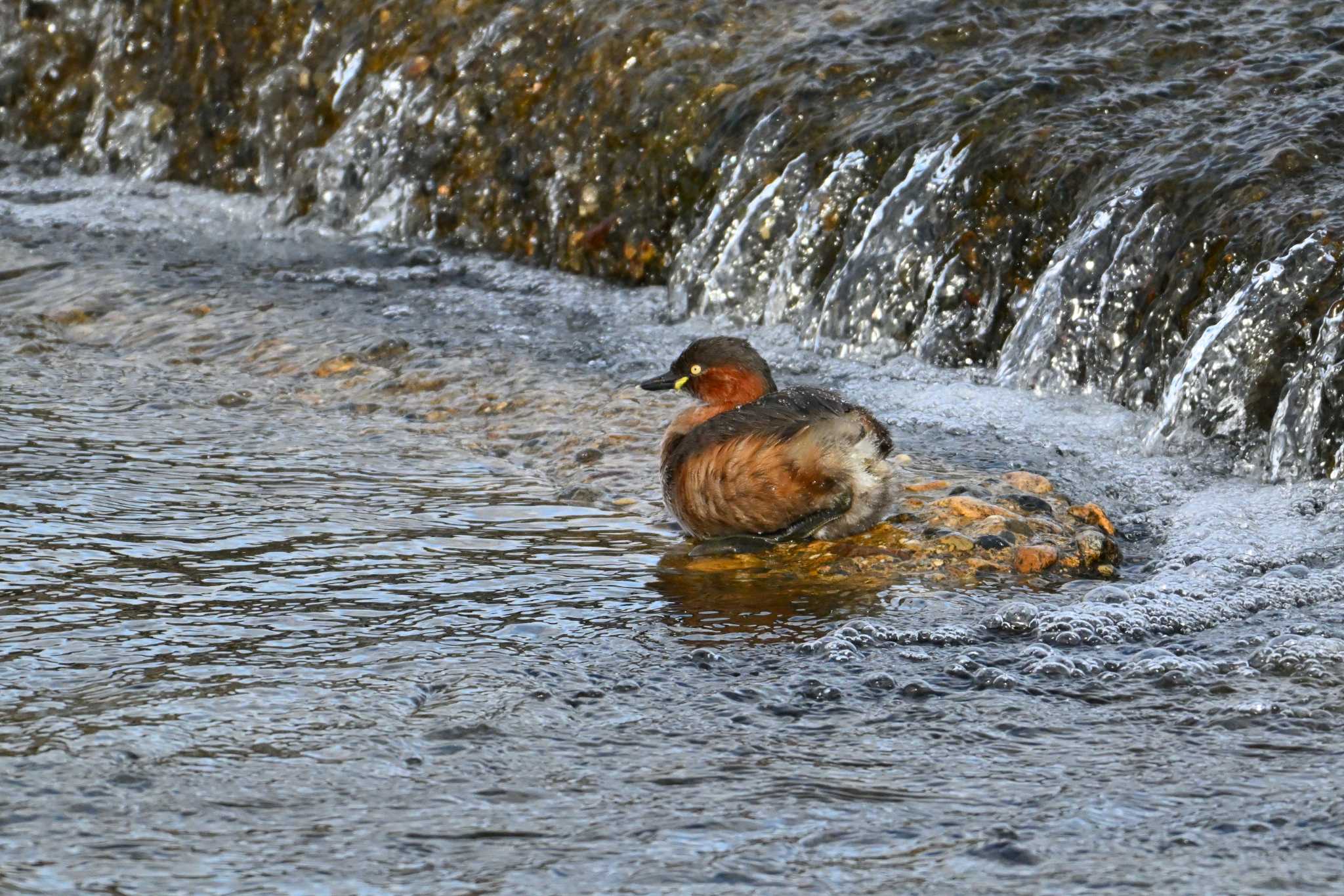 Little Grebe