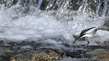 Japanese Wagtail 鴨川 Sat, 2/24/2024