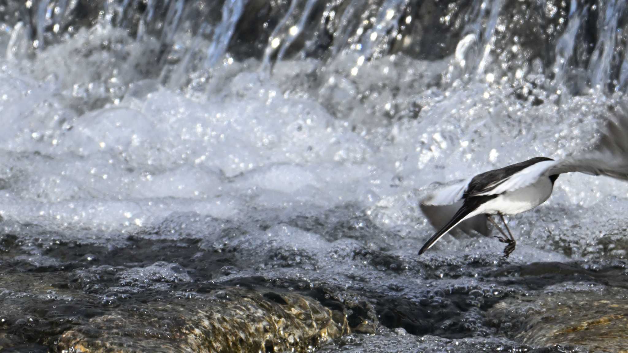 Japanese Wagtail