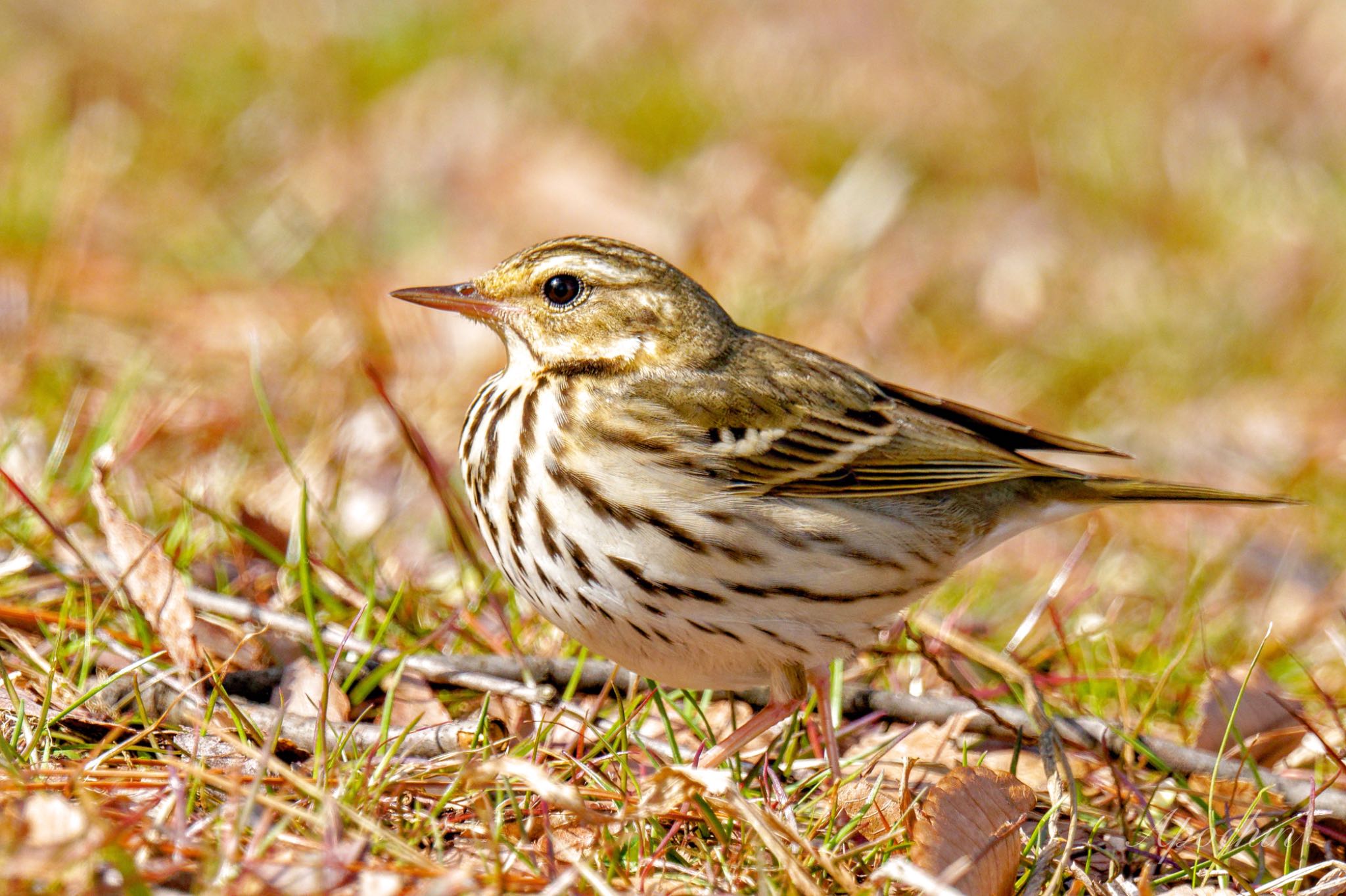 Photo of Olive-backed Pipit at Showa Kinen Park by アポちん