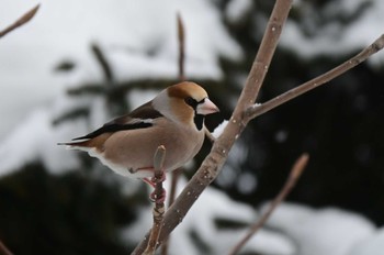 Hawfinch 札幌市南区 Thu, 2/29/2024