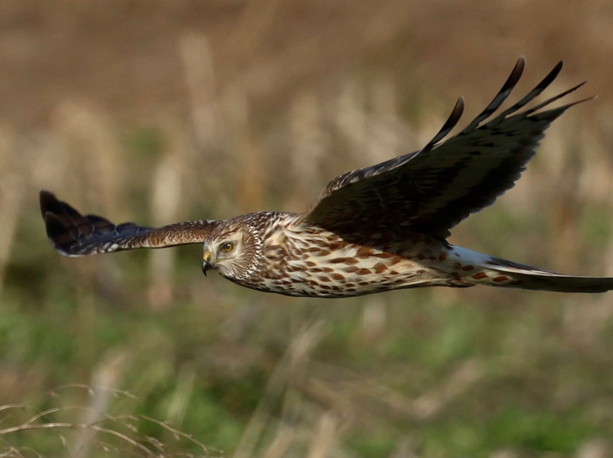 Photo of Hen Harrier at Nabeta Reclaimed land by すもも