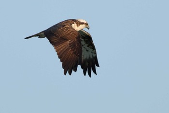 Osprey 愛知県 Wed, 2/14/2024