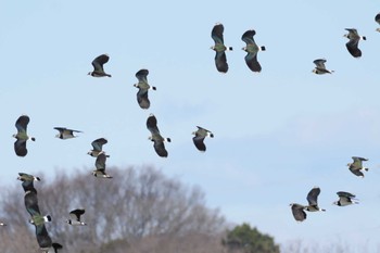 Northern Lapwing 埼玉県川島町 Wed, 2/28/2024