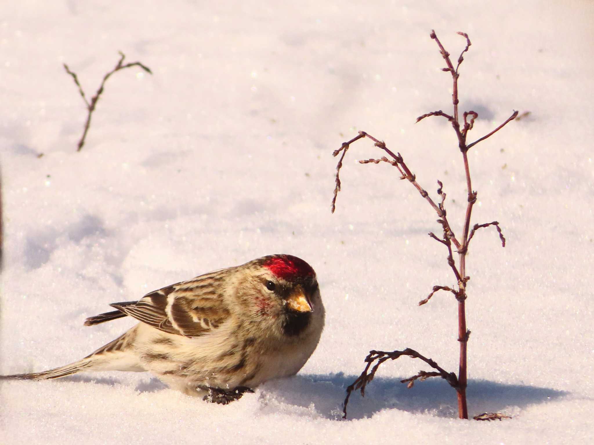 Common Redpoll