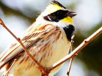 Yellow-throated Bunting 稲佐山公園 Wed, 2/28/2024