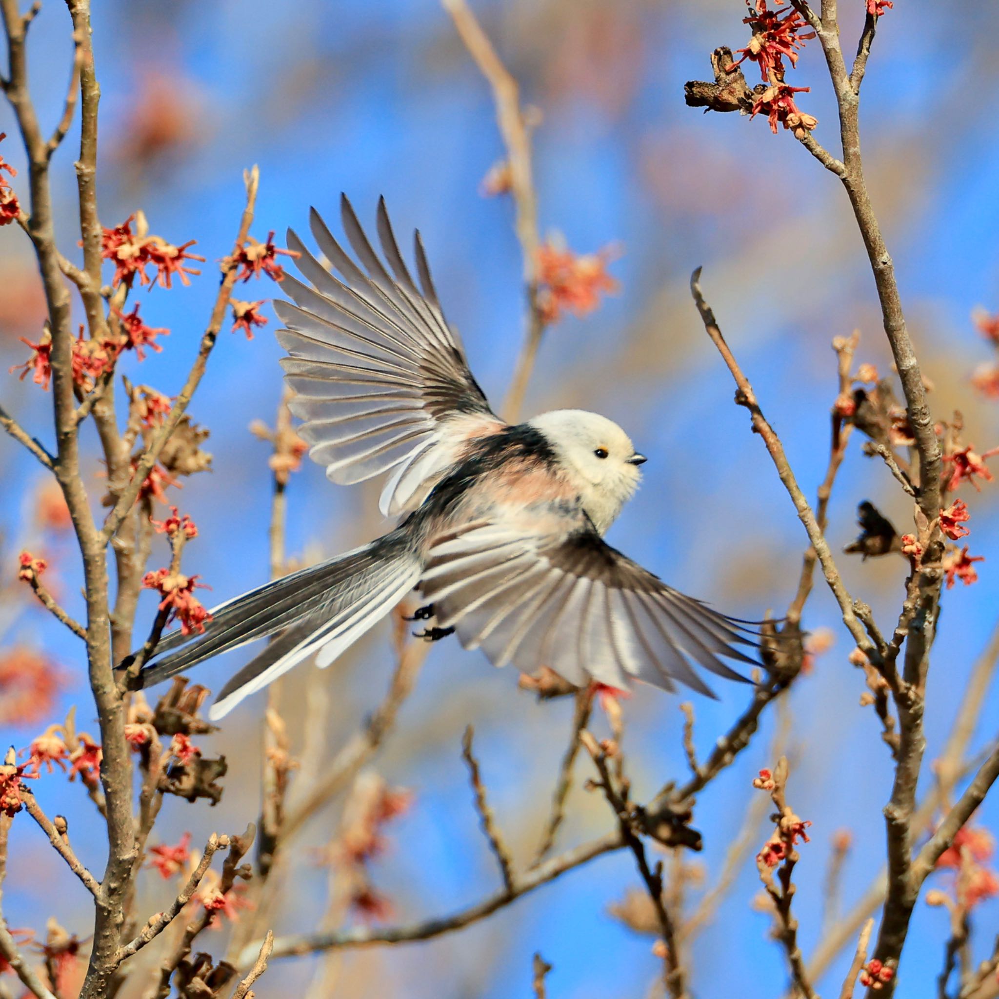 Photo of Long-tailed tit(japonicus) at 宮城県 by ハゲマシコ
