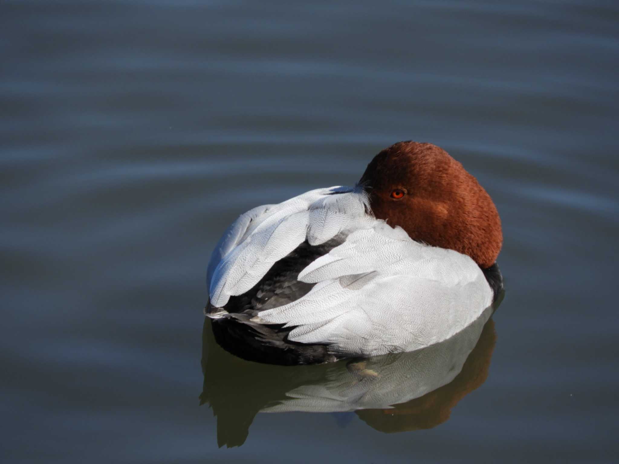 Common Pochard