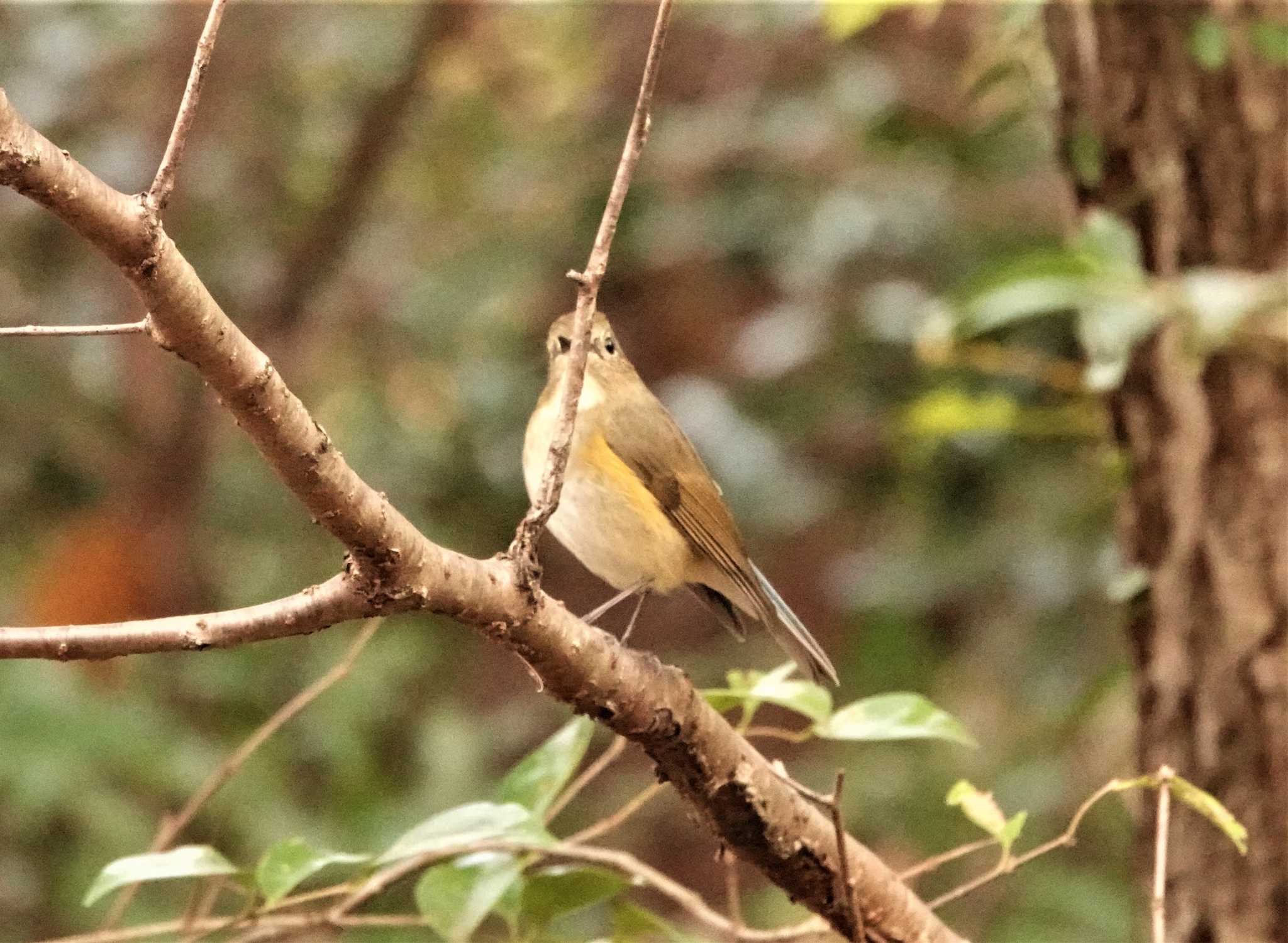 Red-flanked Bluetail