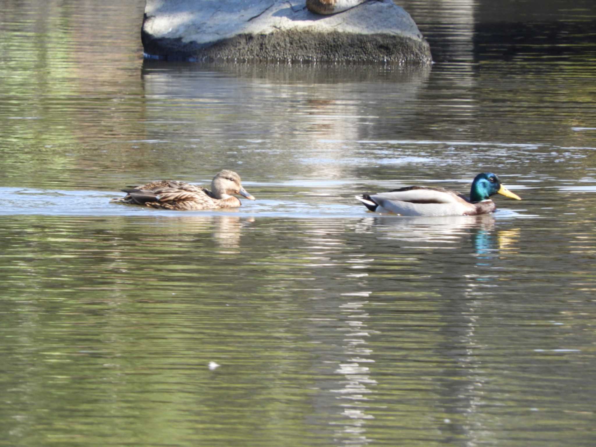 Photo of Mallard at Hama-rikyu Gardens by くくる